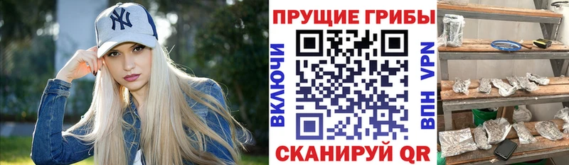 Псилоцибиновые грибы Cubensis  darknet официальный сайт  Корсаков 